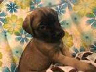 Mastiff Puppy for sale in Cle Elum, WA, USA