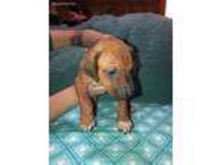 Rhodesian Ridgeback Puppy for sale in Boyd, TX, USA