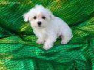 Maltese Puppy for sale in Raleigh, NC, USA