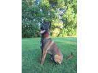Belgian Malinois Puppy for sale in Mandeville, LA, USA
