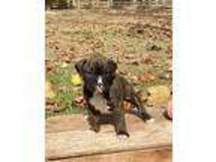 Boxer Puppy for sale in Heiskell, TN, USA