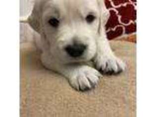 Mutt Puppy for sale in Bellevue, WA, USA