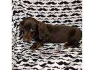 Dachshund Puppy for sale in Telephone, TX, USA
