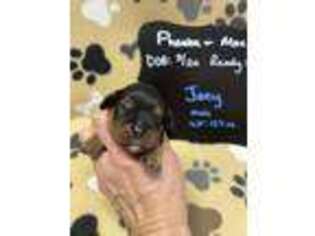 Cavalier King Charles Spaniel Puppy for sale in Kandiyohi, MN, USA
