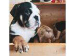 Bulldog Puppy for sale in Riverview, FL, USA