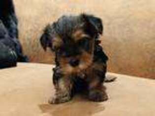 Yorkshire Terrier Puppy for sale in Nogales, AZ, USA