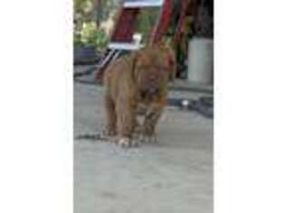 American Bull Dogue De Bordeaux Puppy for sale in Fairland, OK, USA