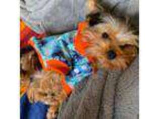 Yorkshire Terrier Puppy for sale in Elk Grove, CA, USA