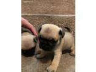 Pug Puppy for sale in Somersworth, NH, USA