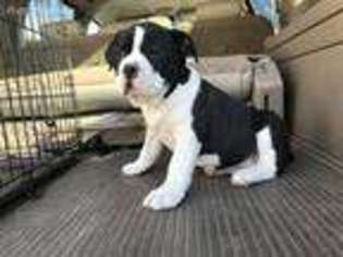 Mutt Puppy for sale in Batesville, AR, USA