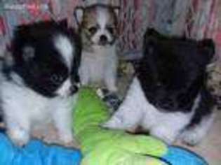 Pomeranian Puppy for sale in Chase, MI, USA