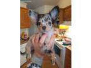 Chihuahua Puppy for sale in Payson, UT, USA