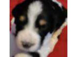Bernese Mountain Dog Puppy for sale in Edwards, MO, USA