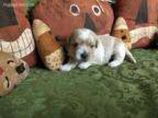 Shih-Poo Puppy for sale in Fyffe, AL, USA