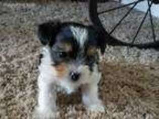 Yorkshire Terrier Puppy for sale in Lahmansville, WV, USA