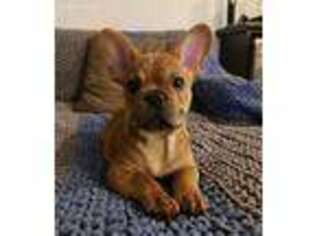 French Bulldog Puppy for sale in Due West, SC, USA