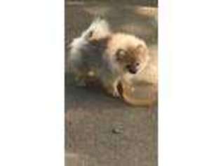 Pomeranian Puppy for sale in Monticello, IA, USA