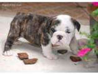 Bulldog Puppy for sale in Virden, IL, USA