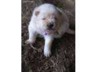 Samoyed Puppy for sale in Glen Ellyn, IL, USA