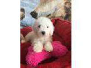 Medium Photo #1 Goldendoodle Puppy For Sale in Avon, IN, USA