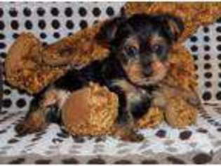 Yorkshire Terrier Puppy for sale in Cuba, NY, USA