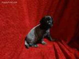 German Shorthaired Pointer Puppy for sale in Canton, MN, USA