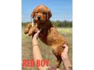 Golden Retriever Puppy for sale in Georgetown, TX, USA