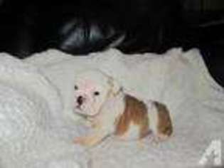 Bulldog Puppy for sale in FAYETTEVILLE, NC, USA