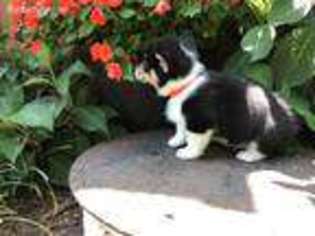 Pembroke Welsh Corgi Puppy for sale in Edna, KS, USA