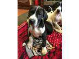 Great Dane Puppy for sale in Bellbrook, OH, USA