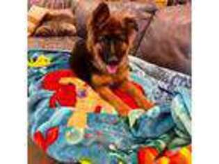 German Shepherd Dog Puppy for sale in Celina, TX, USA