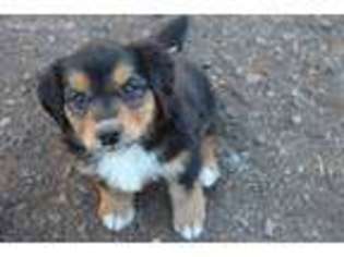 English Shepherd Puppy for sale in Trout Lake, WA, USA