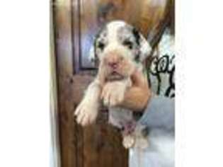 Great Dane Puppy for sale in Shiner, TX, USA