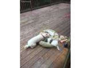 Mutt Puppy for sale in Mckinleyville, CA, USA
