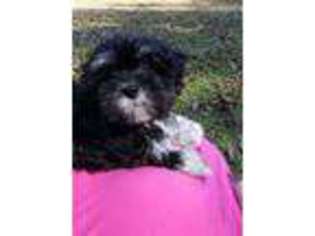 Havanese Puppy for sale in Albany, GA, USA