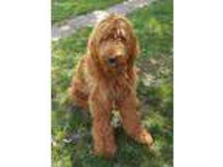 Goldendoodle Puppy for sale in Macomb, IL, USA