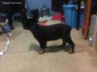 Rottweiler Puppy for sale in Baltimore, MD, USA