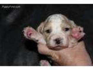 Cavapoo Puppy for sale in Peoria, IL, USA