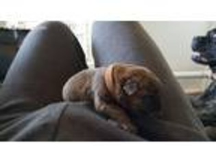 Bullmastiff Puppy for sale in Huntley, MT, USA