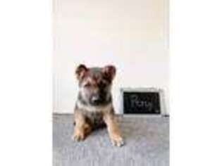 German Shepherd Dog Puppy for sale in Platteville, WI, USA