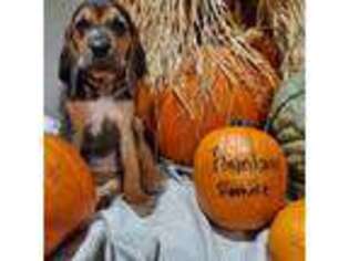 Bloodhound Puppy for sale in Cass City, MI, USA