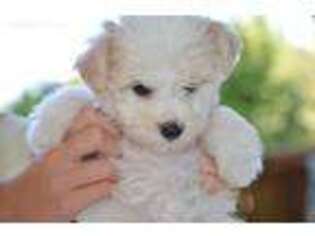 Maltese Puppy for sale in Saratoga, CA, USA