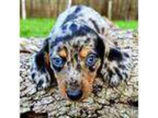 Dachshund Puppy for sale in Austin, TX, USA