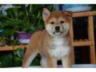 Shiba Inu Puppy for sale in Sacramento, CA, USA