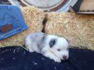 Miniature Australian Shepherd Puppy for sale in Pima, AZ, USA