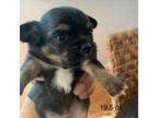 Chihuahua Puppy for sale in North Highlands, CA, USA
