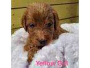 Goldendoodle Puppy for sale in Barre, MA, USA
