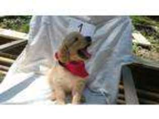 Golden Retriever Puppy for sale in Poulan, GA, USA