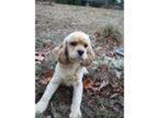 Cocker Spaniel Puppy for sale in Morrison, TN, USA