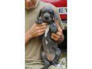 Great Dane Puppy for sale in TRAIL, OR, USA